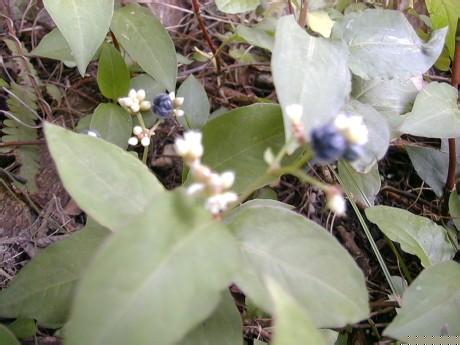 火炭母草原植物