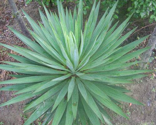 八仙草原生態(tài)