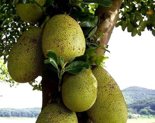 波羅蜜樹(shù)液