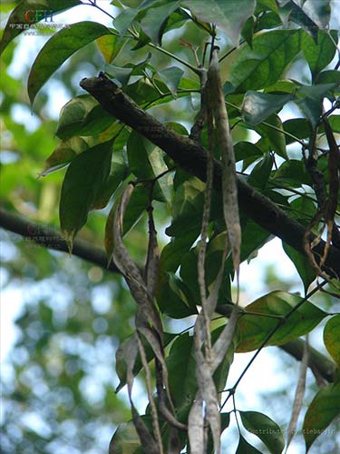 菜豆樹(shù)原形態(tài)