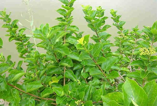 長柄臭黃荊形態(tài)圖